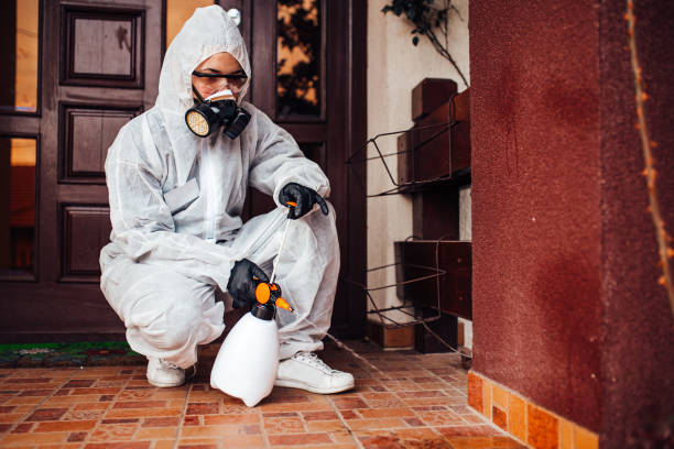 Reliable Wasp Removal contractor in Clifton, AZ by Show Me Pest Control